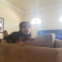 Palm Aire Animal Medical Center ico