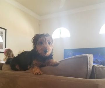 Palm Aire Animal Medical Center