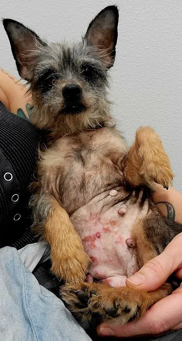 Wellness Animal Hospital - Bradenton 12