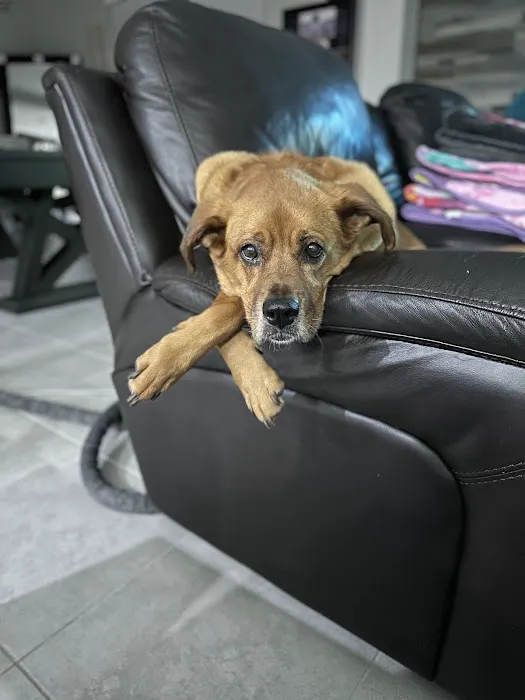 Wellness Animal Hospital - Bradenton 12