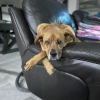 Wellness Animal Hospital - Bradenton ico