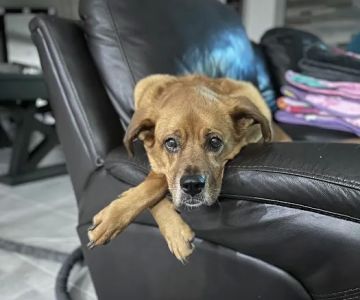 Wellness Animal Hospital - Bradenton