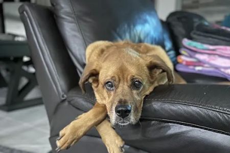 Wellness Animal Hospital - Bradenton
