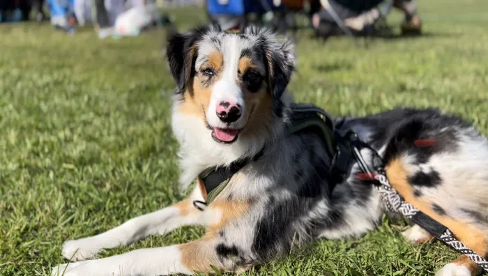 Wellness Animal Hospital - Bradenton 12