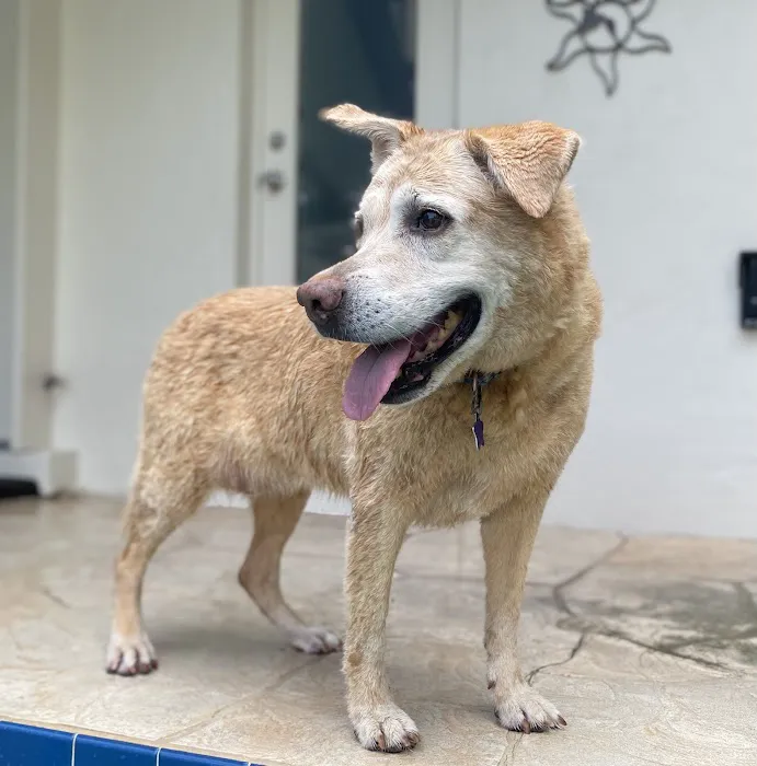 Wellness Animal Hospital - Bradenton 12