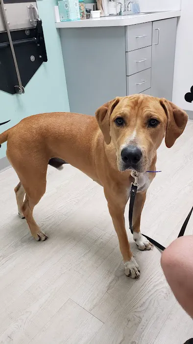 Big Paws Animal Hospital 4