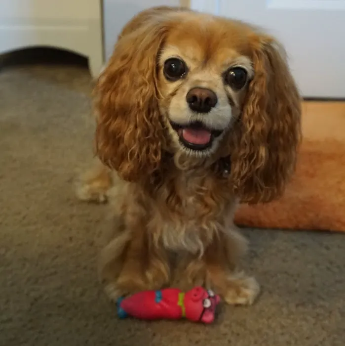 Big Paws Animal Hospital 8