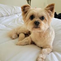 Big Paws Animal Hospital ico