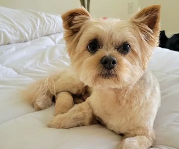 Big Paws Animal Hospital