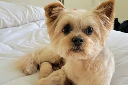 Big Paws Animal Hospital