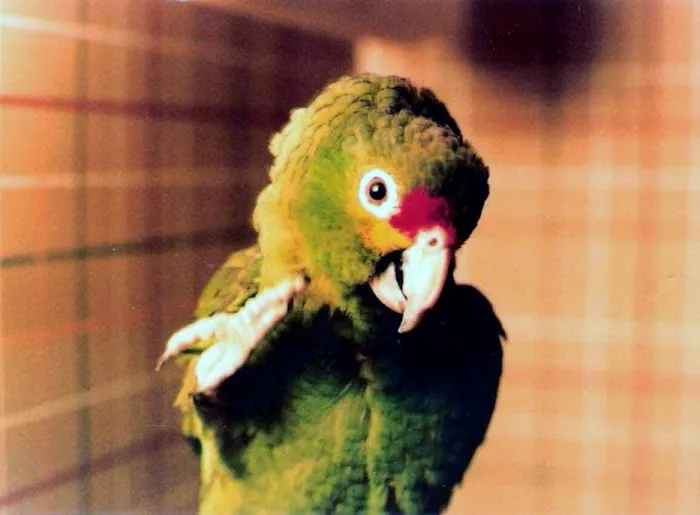 Bay Road Animal Hospital 10