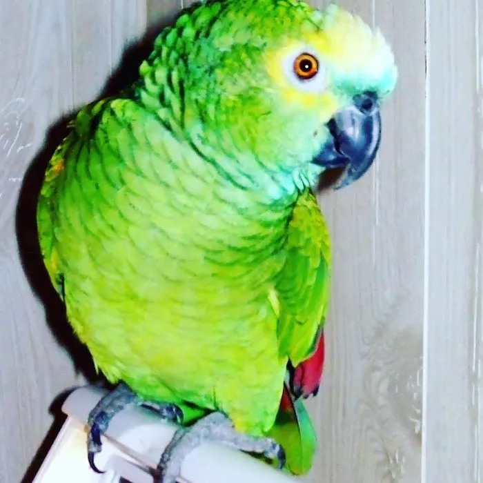 Bay Road Animal Hospital 8