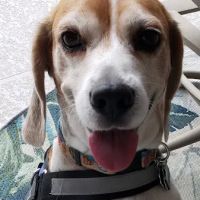 Banfield Pet Hospital ico