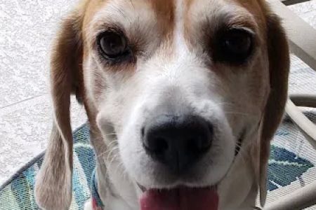 Banfield Pet Hospital