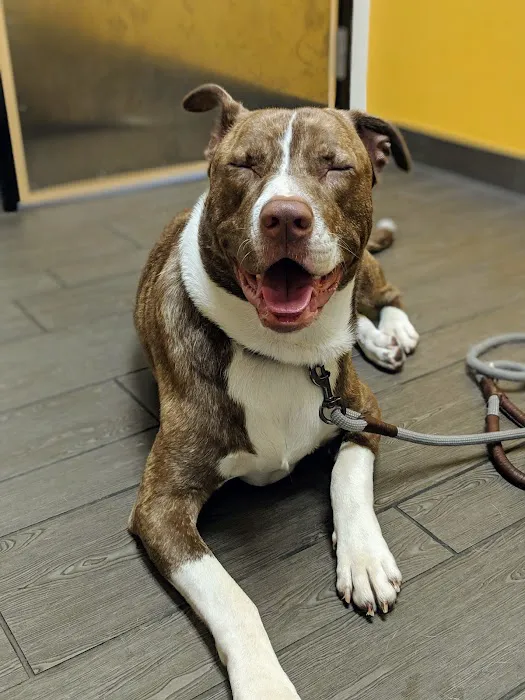 Banfield Pet Hospital 12