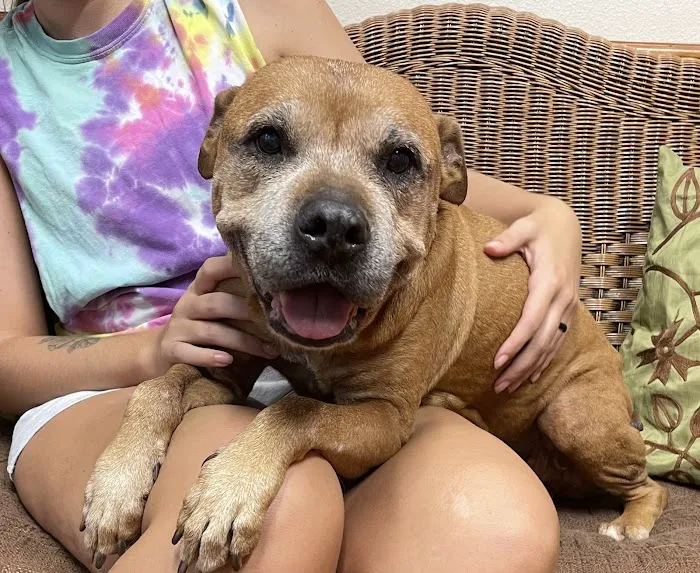 Sarasota Animal Medical Center 12