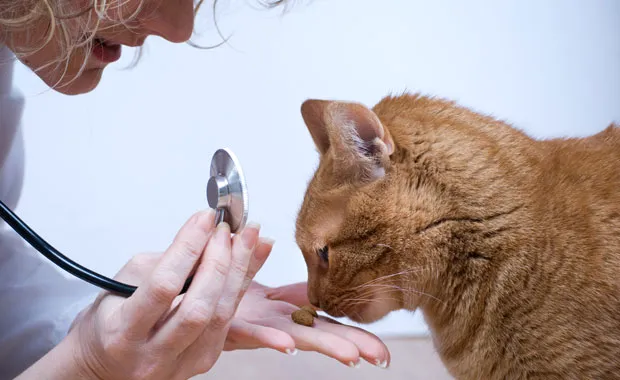 Sarasota Animal Hospital 1
