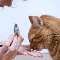 Sarasota Animal Hospital ico