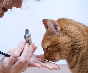 Sarasota Animal Hospital