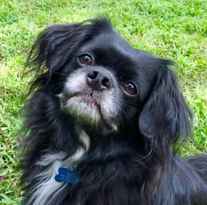 Sarasota Animal Hospital 7