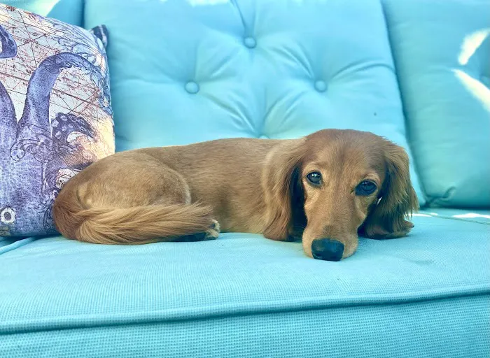 Sarasota Animal Hospital 3