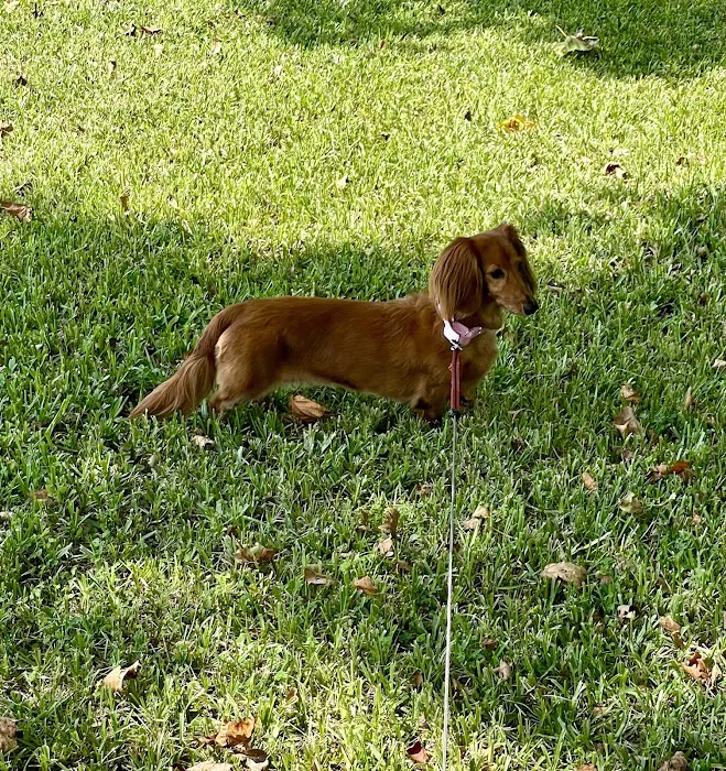 Sarasota Animal Hospital 9