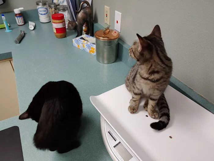 Sarasota Animal Hospital 8