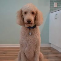 Dr. Nina's Animal Hospital Sarasota ico