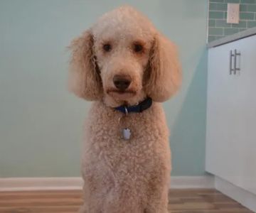 Dr. Nina's Animal Hospital Sarasota