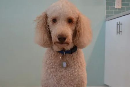 Dr. Nina's Animal Hospital Sarasota
