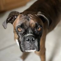 Coastal Veterinary Internal Medicine ico