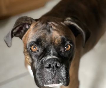 Coastal Veterinary Internal Medicine