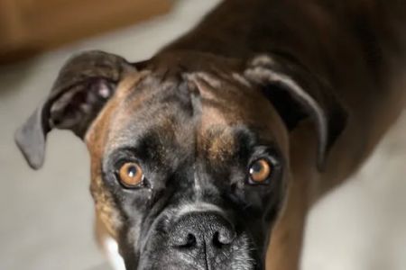 Coastal Veterinary Internal Medicine