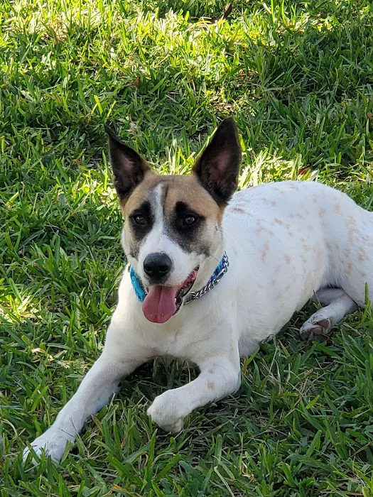 Humane Society of Manatee County 12
