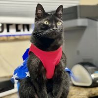 Animal Emergency of Pasco ico
