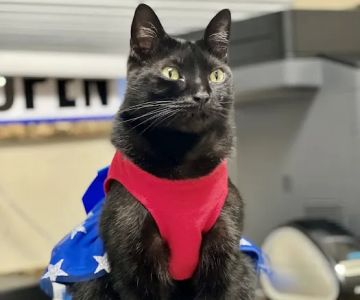 Animal Emergency of Pasco
