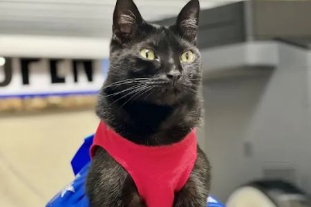 Animal Emergency of Pasco