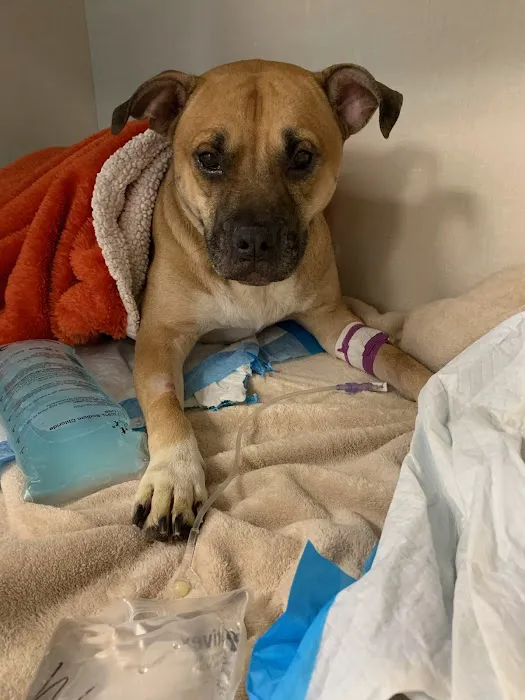 Animal Emergency of Pasco 12