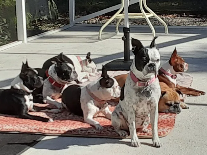 Advanced Pet Care 4