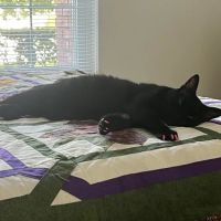Advanced Pet Care ico