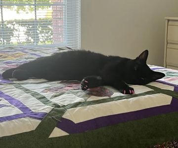 Advanced Pet Care