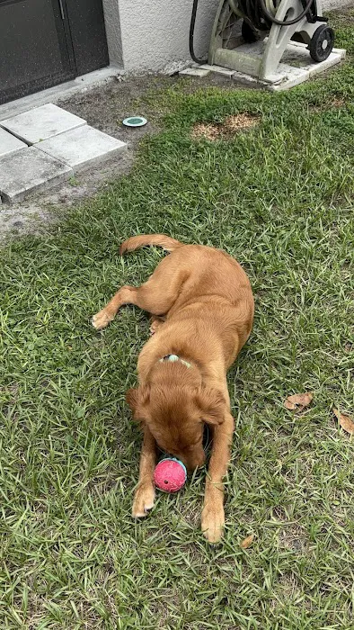 Advanced Pet Care 2