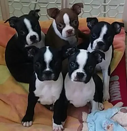 Advanced Pet Care 6