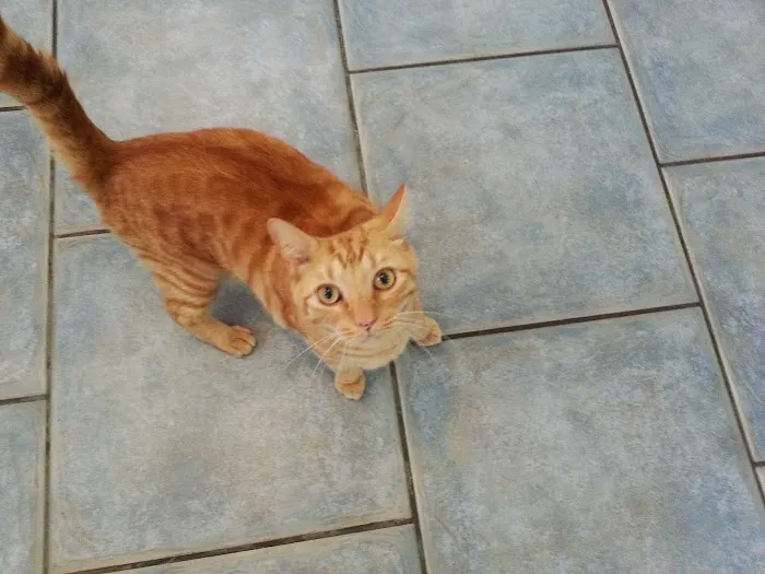 Companion Animal Hospital 12
