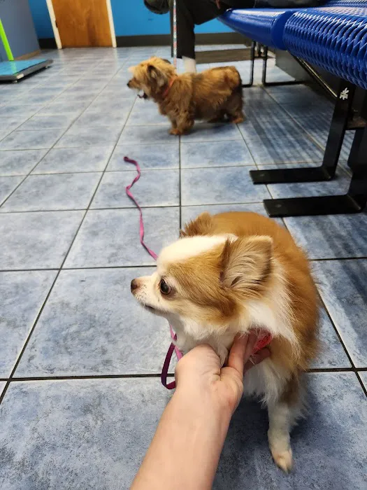 County Line Animal Hospital 12