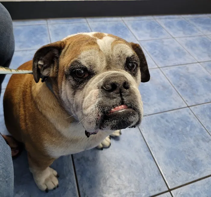 County Line Animal Hospital 12