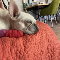 Palm Harbor Animal Hospital ico