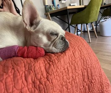 Palm Harbor Animal Hospital