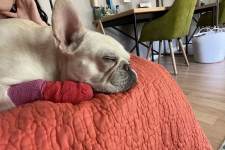 Palm Harbor Animal Hospital