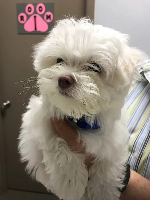 Palm Harbor Animal Hospital 12